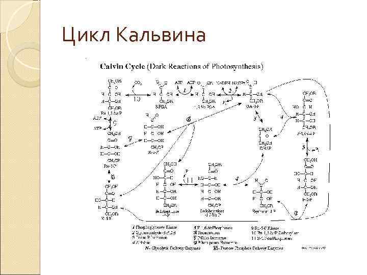 Цикл Кальвина 