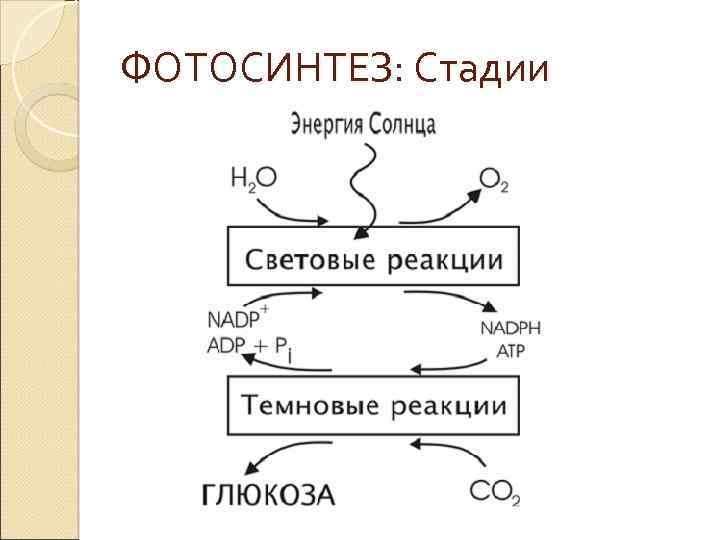 ФОТОСИНТЕЗ: Стадии 