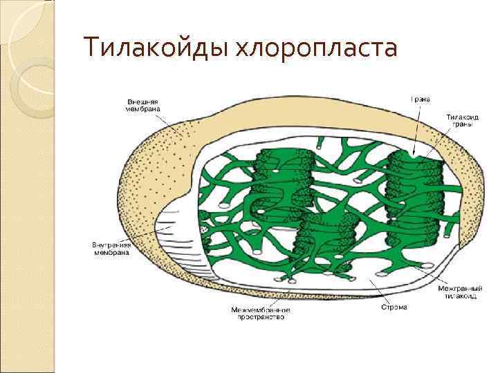 Тилакойды хлоропласта 