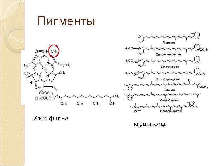 Пигменты Хлорофил - а каратиноиды 