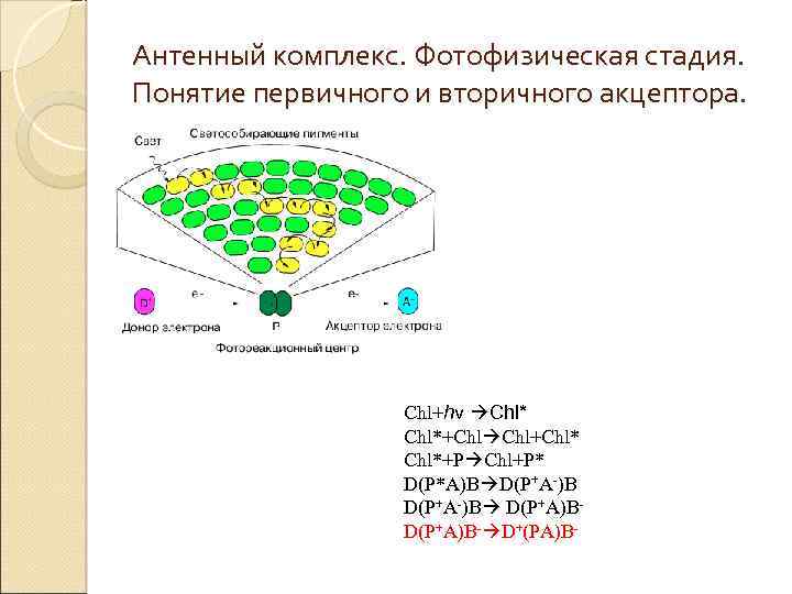 Антенный комплекс. Фотофизическая стадия. Понятие первичного и вторичного акцептора. Chl+hν Chl*+Chl Chl+Chl*+P Chl+P* D(P*A)B