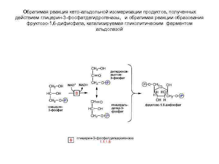 Обратимая реакция кето-альдольной изомеризации продуктов, полученных действием глицерин-3 -фосфатдегидрогеназы, и обратимая реакции образования фруктозо-1,