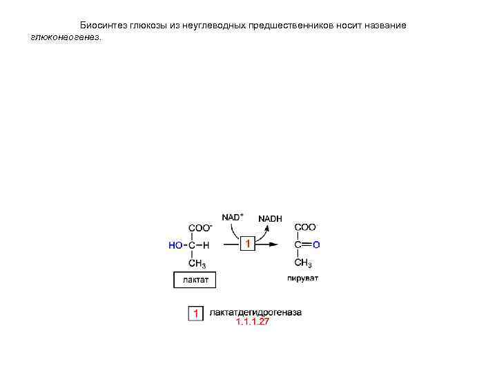 Биосинтез глюкозы из неуглеводных предшественников носит название глюконеогенез. 