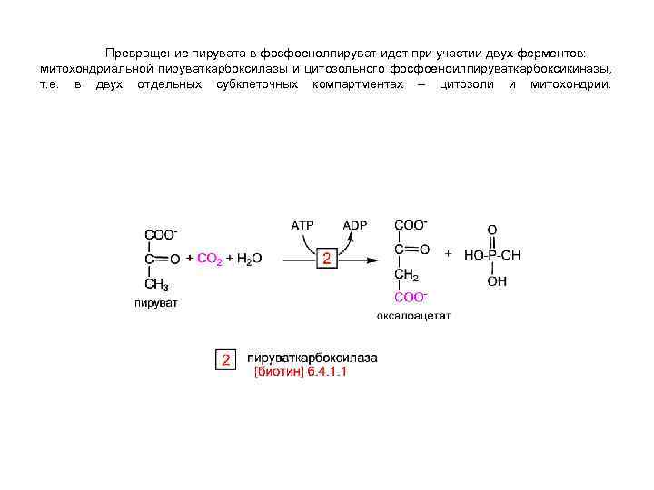 Пируват образуется