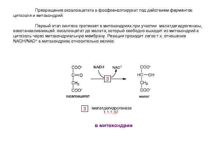 Превращение оксалоацетата в фосфоенолпируват под действием ферментов цитозоля и митохондрий. Первый этап синтеза протекает