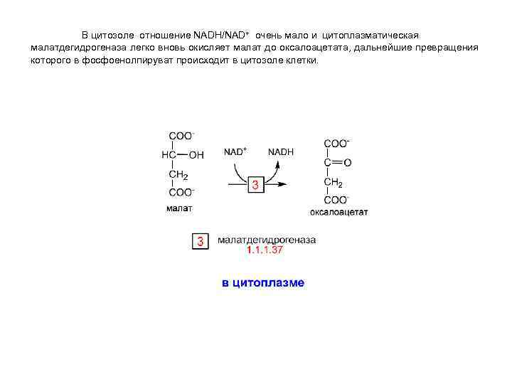 В цитозоле отношение NADH/NAD+ очень мало и цитоплазматическая малатдегидрогеназа легко вновь окисляет малат до