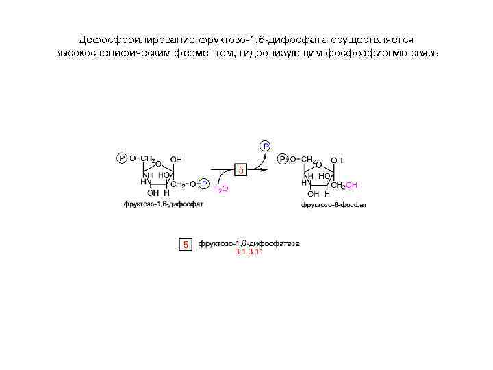 Дефосфорилирование фруктозо-1, 6 -дифосфата осуществляется высокоспецифическим ферментом, гидролизующим фосфоэфирную связь 