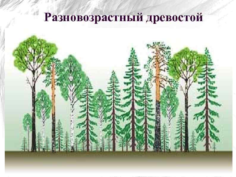 Разновозрастный древостой 