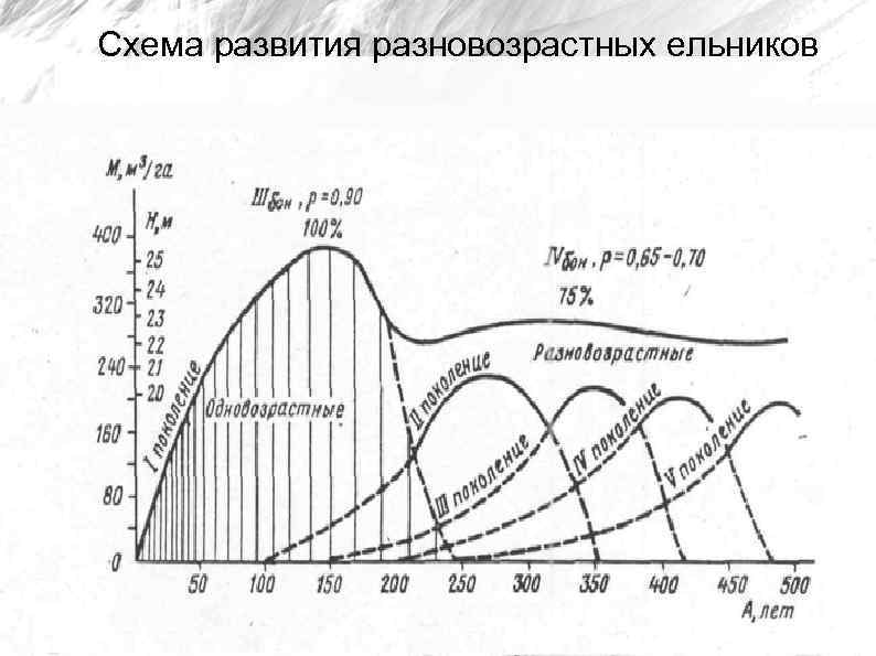 Схема развития разновозрастных ельников 