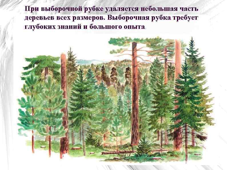 При выборочной рубке удаляется небольшая часть деревьев всех размеров. Выборочная рубка требует глубоких знаний