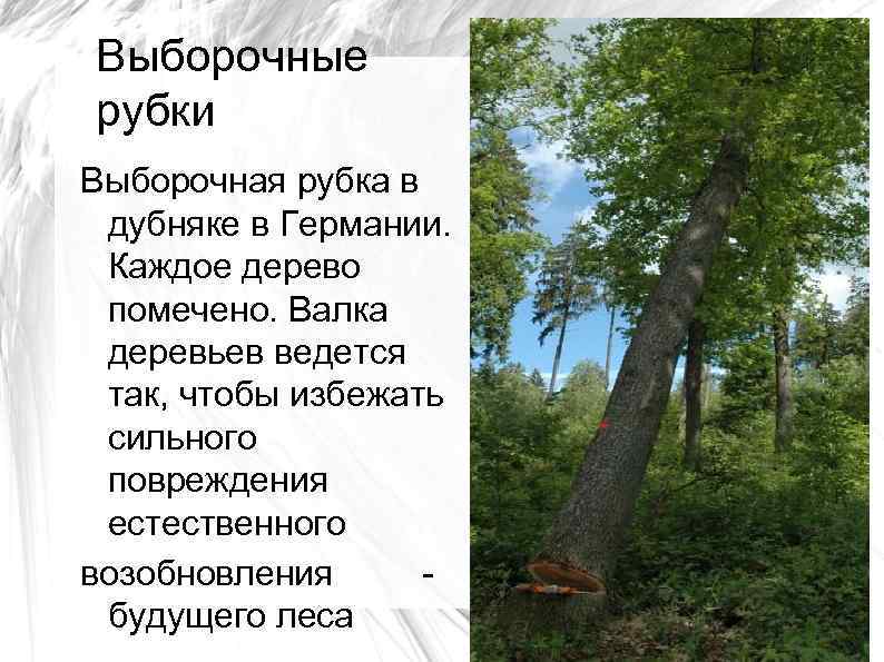 Выборочные рубки Выборочная рубка в дубняке в Германии. Каждое дерево помечено. Валка деревьев ведется