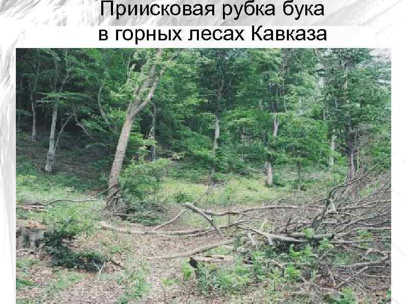 Приисковая рубка бука в горных лесах Кавказа 