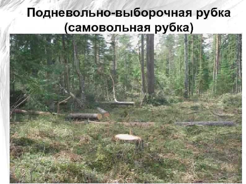 Подневольно-выборочная рубка (самовольная рубка) 