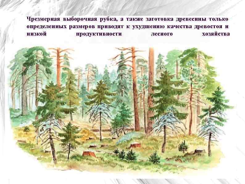 Чрезмерная выборочная рубка, а также заготовка древесины только определенных размеров приводят к ухудшению качества