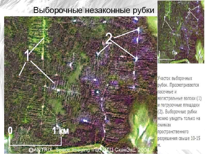 Выборочные незаконные рубки 