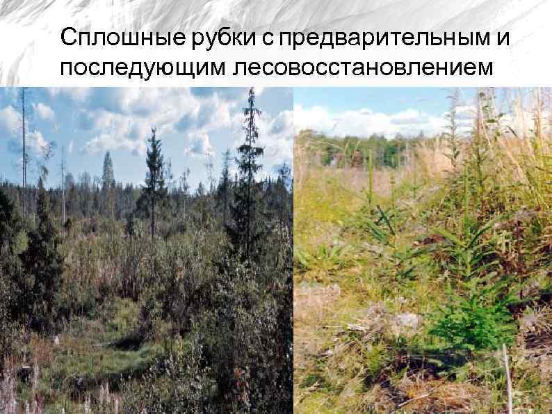 Сплошные рубки с предварительным и последующим лесовосстановлением 