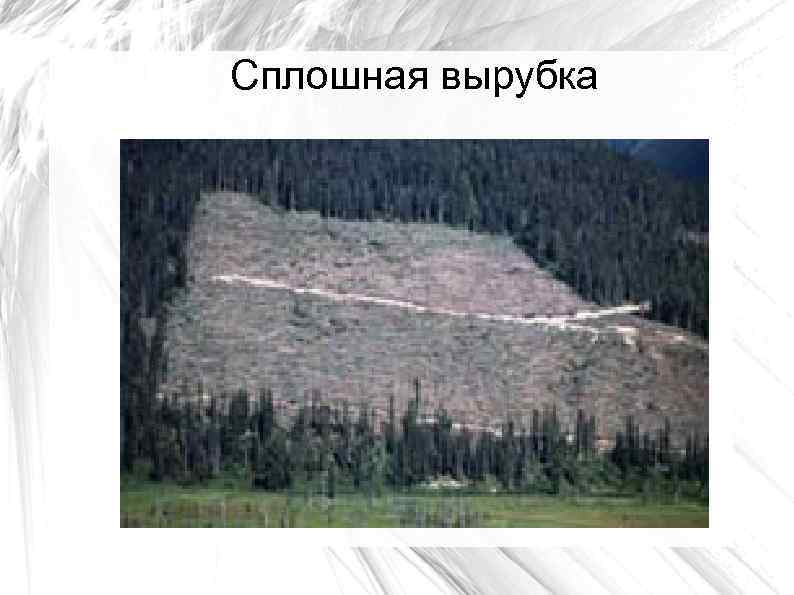 Сплошная вырубка 