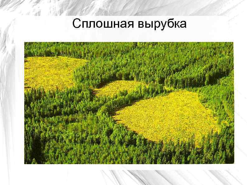 Сплошная вырубка 