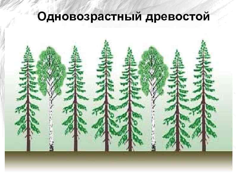 Одновозрастный древостой 