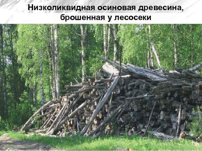 Низколиквидная осиновая древесина, брошенная у лесосеки 