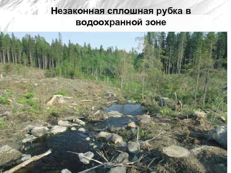Незаконная сплошная рубка в водоохранной зоне 
