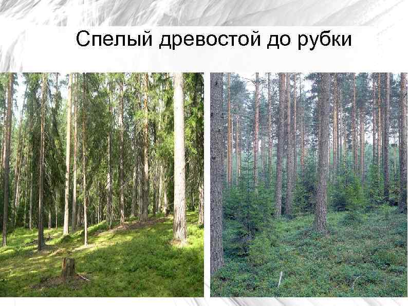 Спелый древостой до рубки 