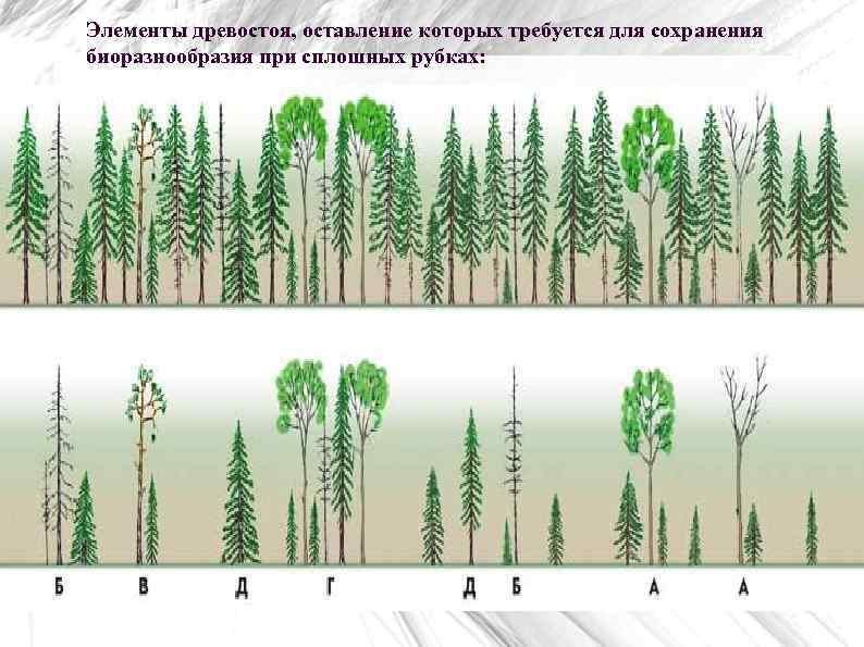 Элементы древостоя, оставление которых требуется для сохранения биоразнообразия при сплошных рубках: 