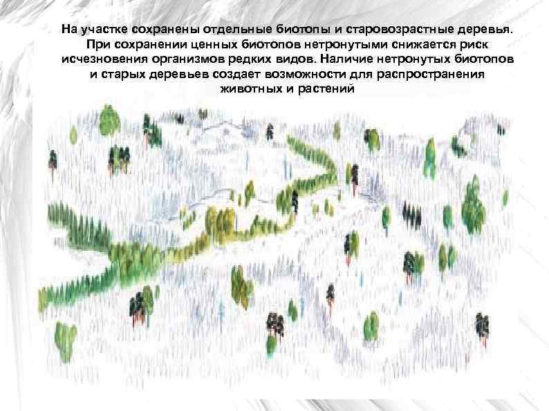 На участке сохранены отдельные биотопы и старовозрастные деревья. При сохранении ценных биотопов нетронутыми снижается