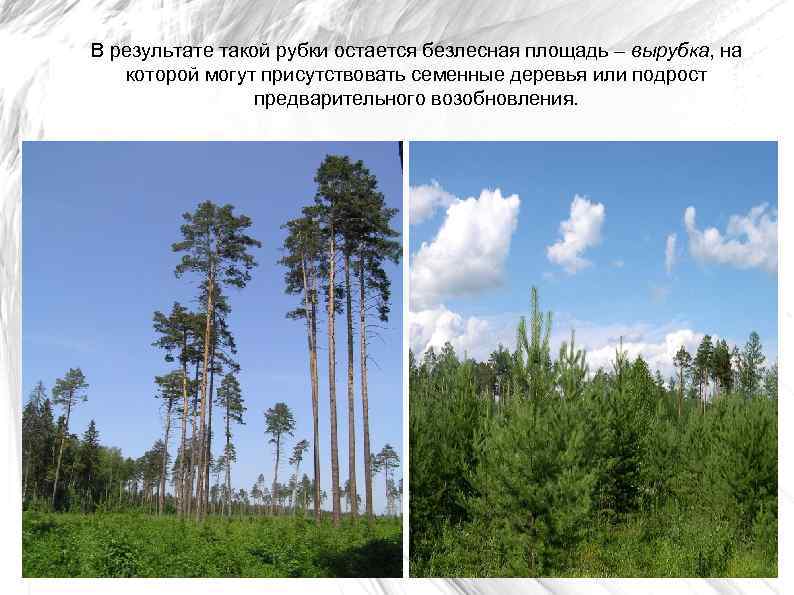 В результате такой рубки остается безлесная площадь – вырубка, на которой могут присутствовать семенные