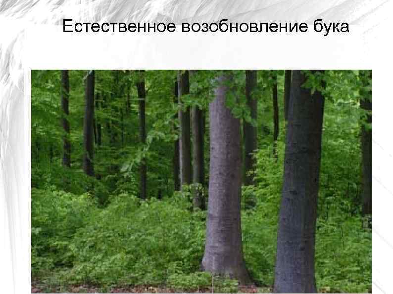 Естественное возобновление бука 