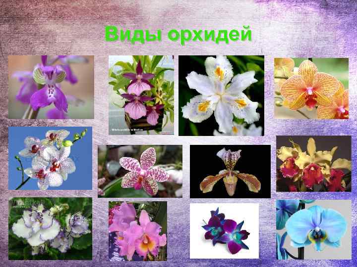 Виды орхидей 