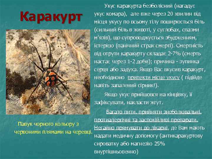  Укус каракурта безболісний (нагадує укус комара), але вже через 20 хвилин від місця