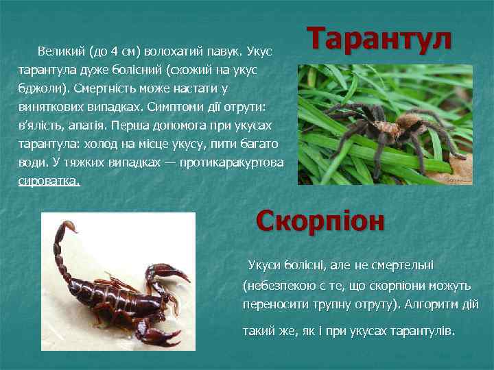  Великий (до 4 см) волохатий павук. Укус тарантула дуже болісний (схожий на укус