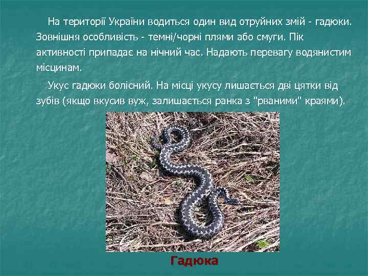  На території України водиться один вид отруйних змій - гадюки. Зовнішня особливість -