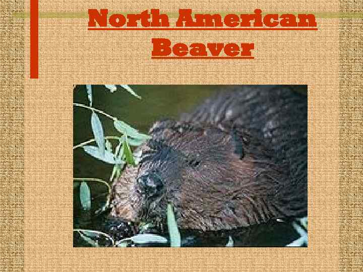 North American Beaver 