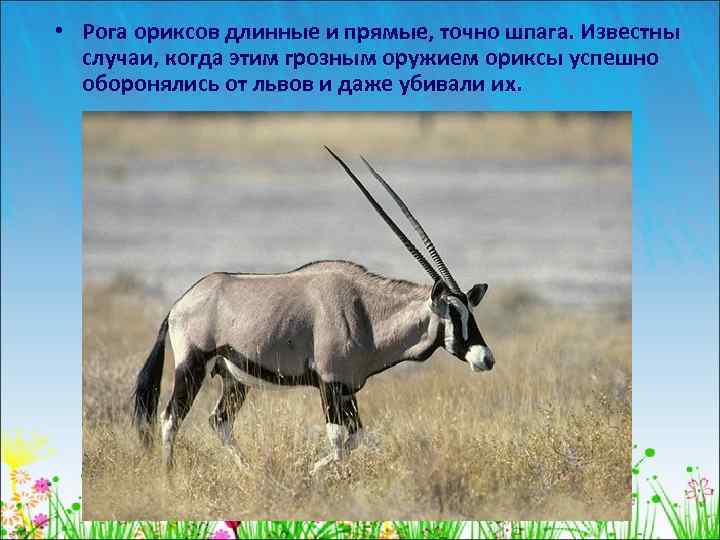  • Рога ориксов длинные и прямые, точно шпага. Известны случаи, когда этим грозным