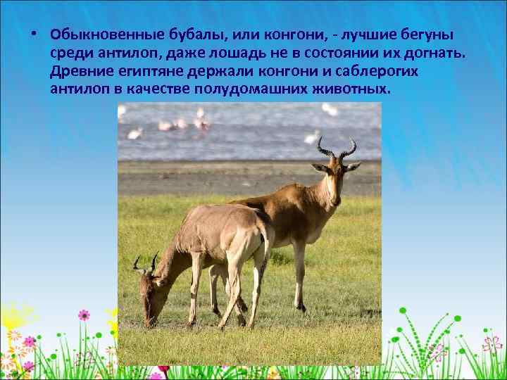  • Обыкновенные бубалы, или конгони, - лучшие бегуны среди антилоп, даже лошадь не