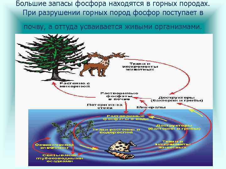 Большие запасы фосфора находятся в горных породах. При разрушении горных пород фосфор поступает в