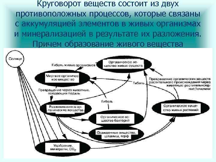 Круговорот веществ состоит из двух противоположных процессов, которые связаны с аккумуляцией элементов в живых