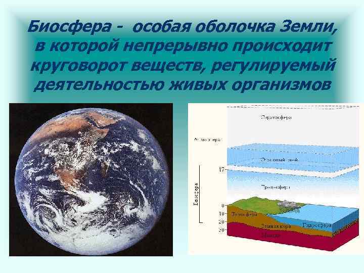 Биосфера - особая оболочка Земли, в которой непрерывно происходит круговорот веществ, регулируемый деятельностью живых