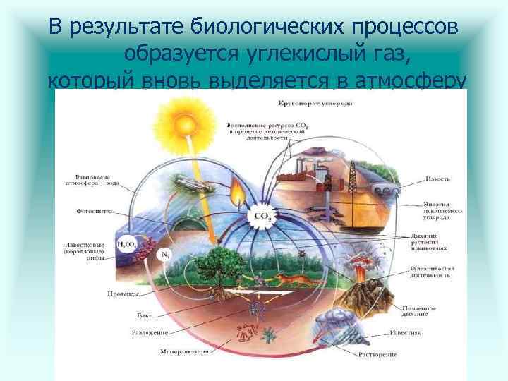 В результате биологических процессов образуется углекислый газ, который вновь выделяется в атмосферу 