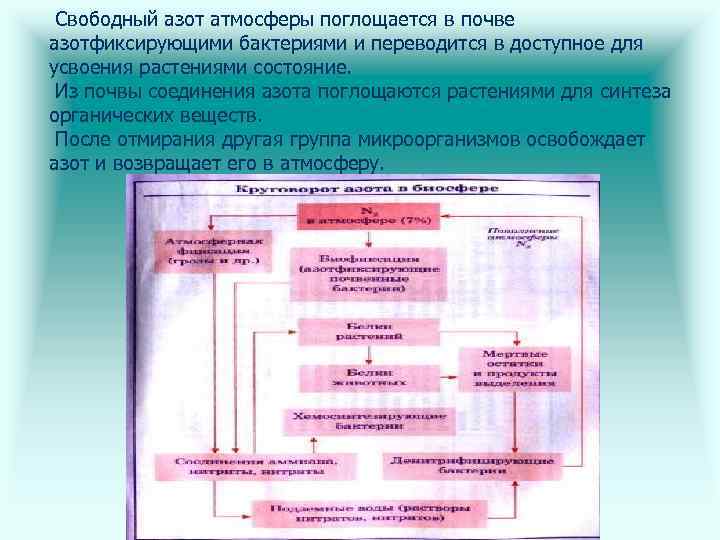 Свободный азот атмосферы поглощается в почве азотфиксирующими бактериями и переводится в доступное для усвоения