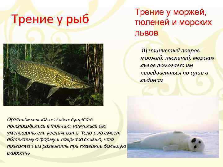 Трение у рыб Трение у моржей, тюленей и морских львов Щетинистый покров моржей, тюленей,