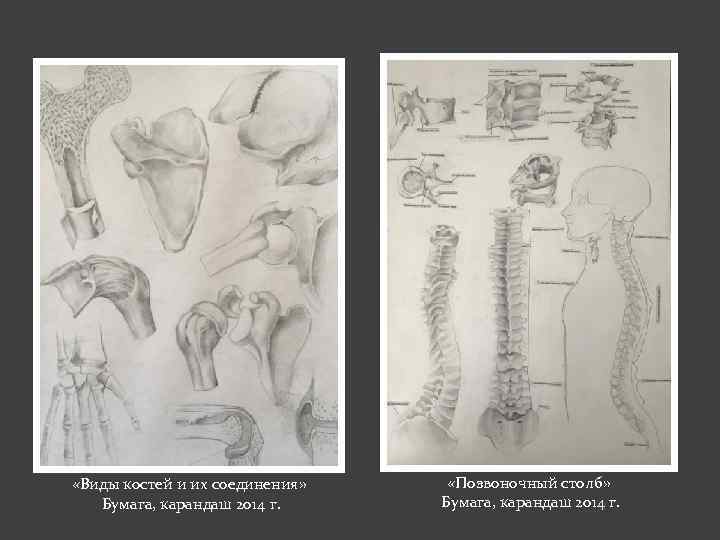  «Виды костей и их соединения» Бумага, карандаш 2014 г. «Позвоночный столб» Бумага, карандаш