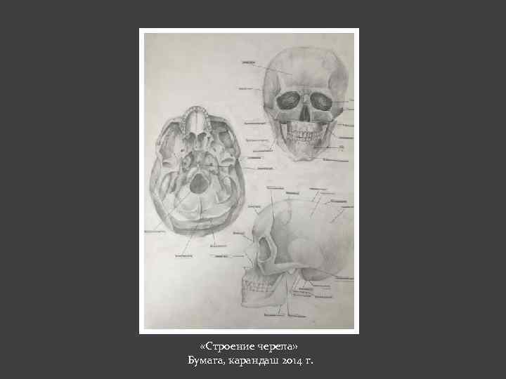  «Строение черепа» Бумага, карандаш 2014 г. 