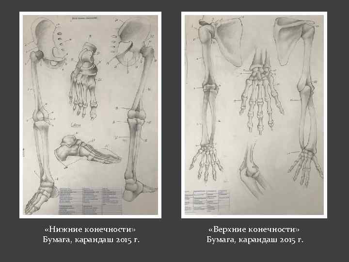  «Нижние конечности» Бумага, карандаш 2015 г. «Верхние конечности» Бумага, карандаш 2015 г. 