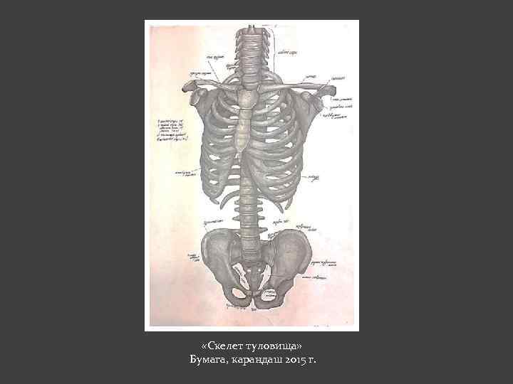  «Скелет туловища» Бумага, карандаш 2015 г. 