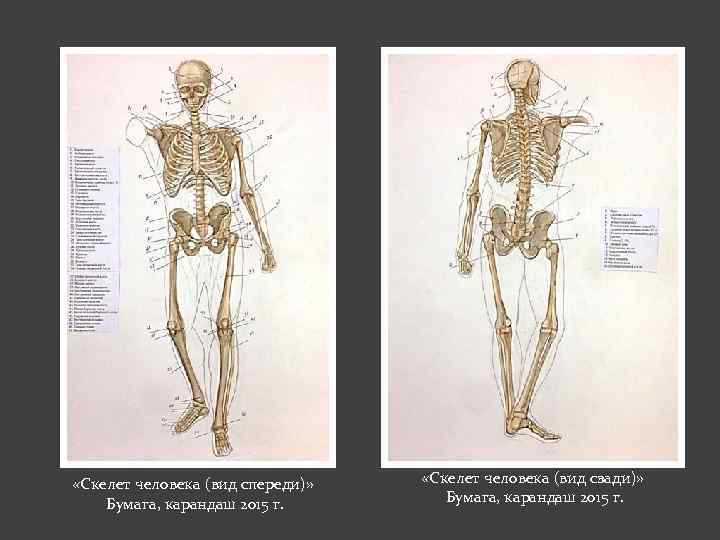  «Скелет человека (вид спереди)» Бумага, карандаш 2015 г. «Скелет человека (вид сзади)» Бумага,