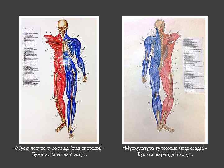 «Мускулатура туловища (вид спереди)» Бумага, карандаш 2015 г. «Мускулатура туловища (вид сзади)» Бумага,