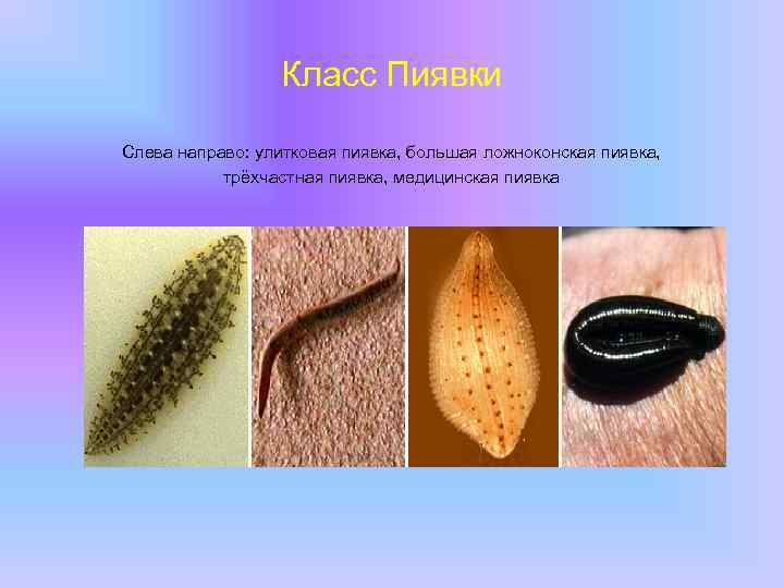 Класс Пиявки Слева направо: улитковая пиявка, большая ложноконская пиявка, трёхчастная пиявка, медицинская пиявка 